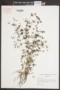 Galium obtusum image