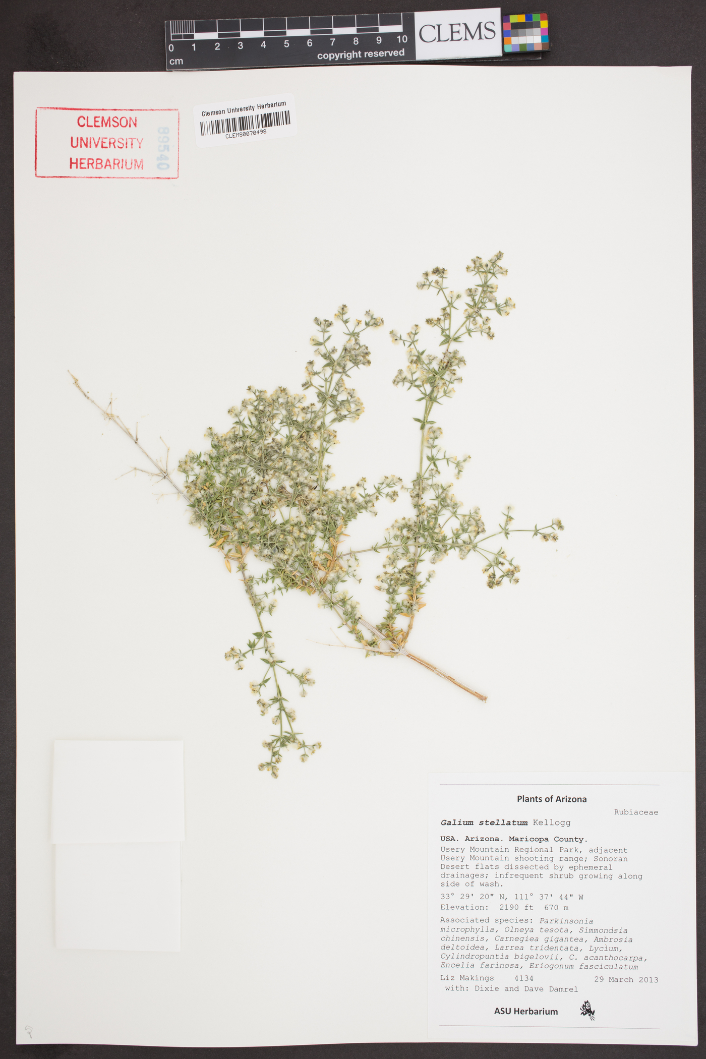 Galium stellatum subsp. eremicum image