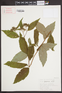 Spiraea japonica image