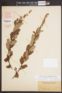 Spiraea douglasii image