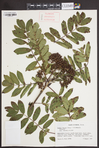 Sorbus decora image