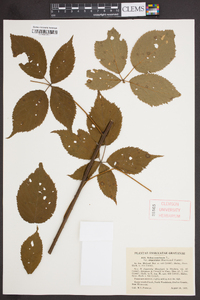 Rubus canadensis image