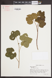 Rubus chamaemorus image