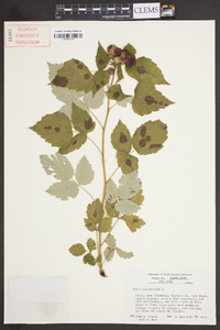 Rubus occidentalis image