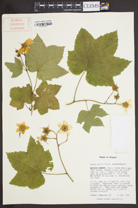 Rubus parviflorus image