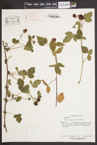 Rubus ursinus image