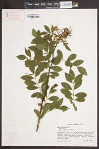 Rosa virginiana image