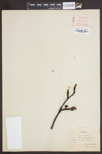 Prunus avium image