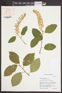 Prunus virginiana var. demissa image