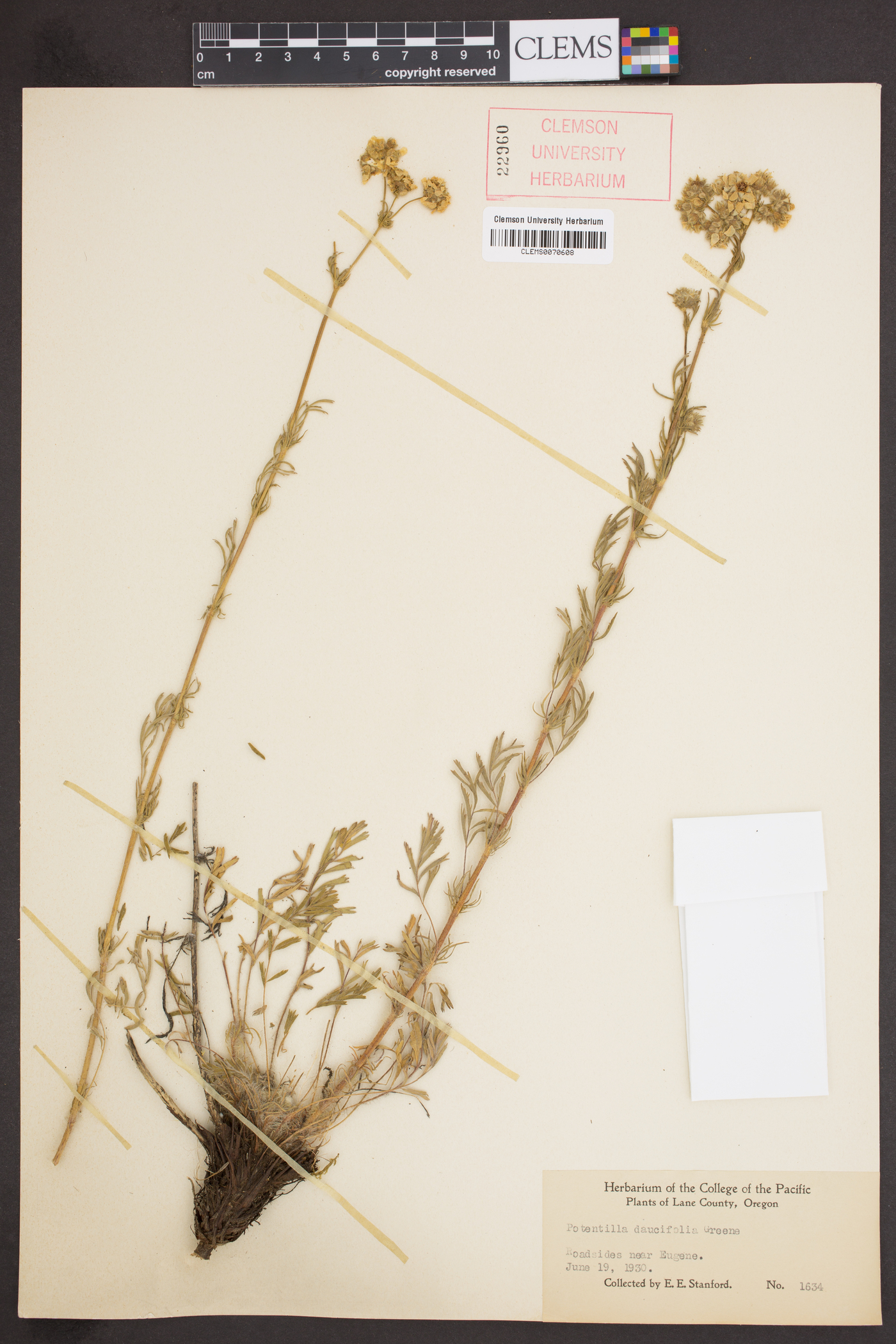 Horkelia daucifolia var. daucifolia image