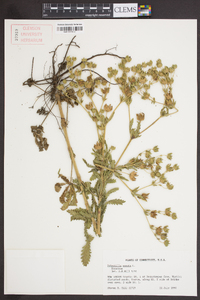 Potentilla erecta image