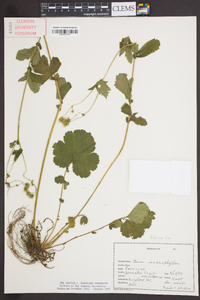 Geum macrophyllum image