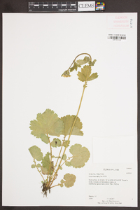 Geum macrophyllum image