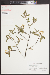 Amelanchier canadensis image