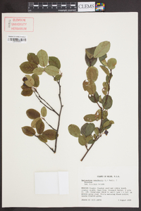 Amelanchier canadensis image