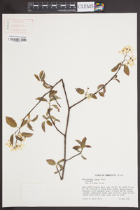 Amelanchier laevis image