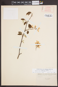 Amelanchier sanguinea image