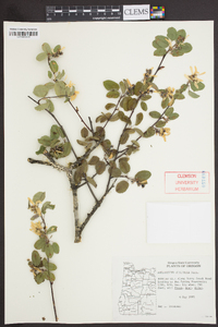 Amelanchier alnifolia image