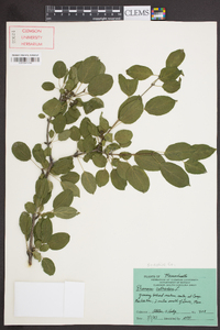 Rhamnus cathartica image