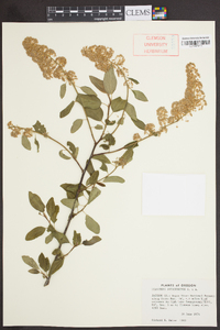 Ceanothus integerrimus image