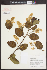 Ceanothus velutinus image