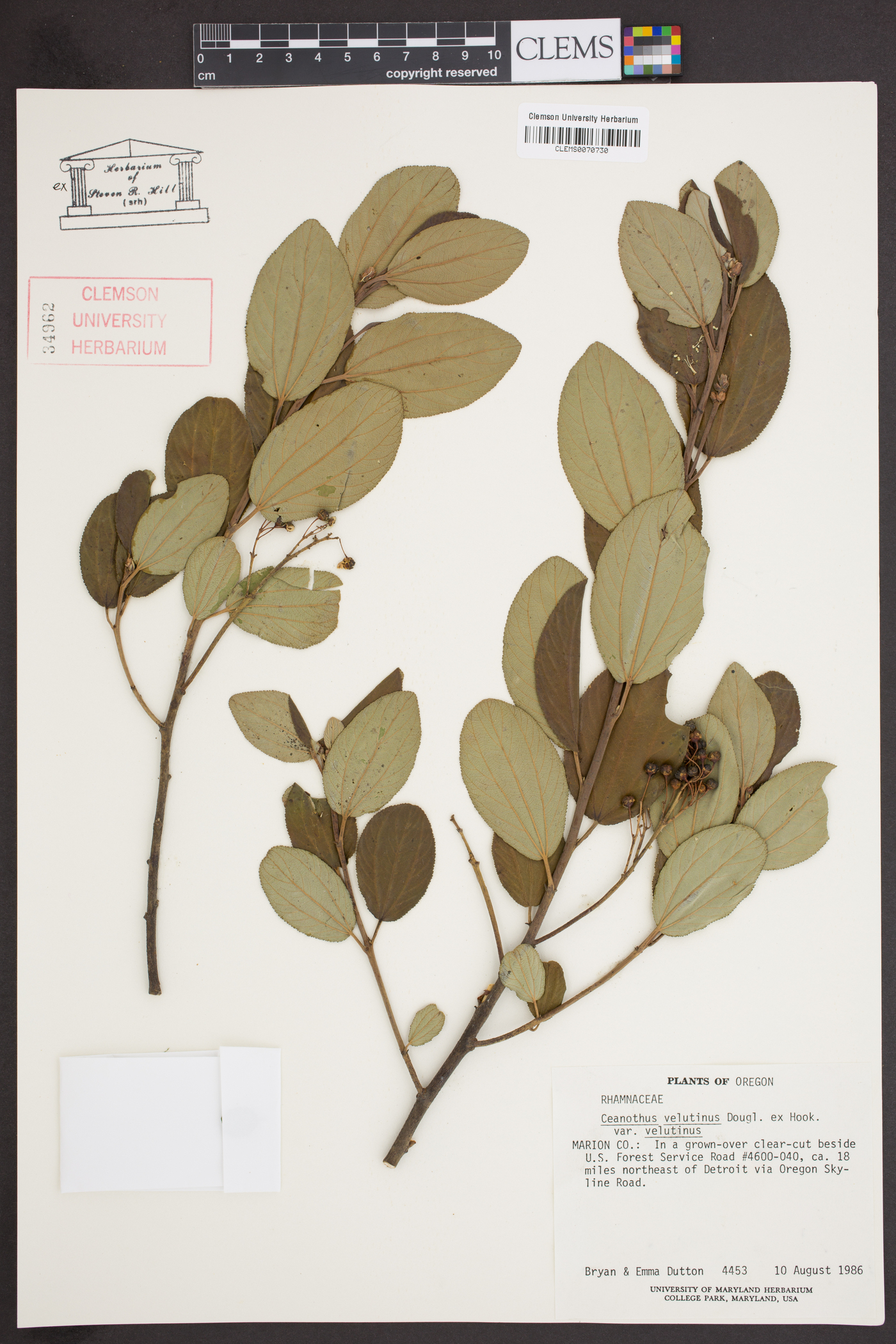Ceanothus velutinus var. velutinus image