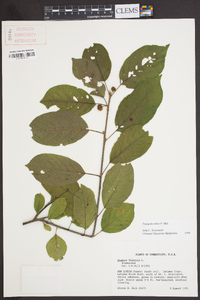 Frangula alnus image