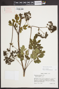 Thalictrum pubescens image