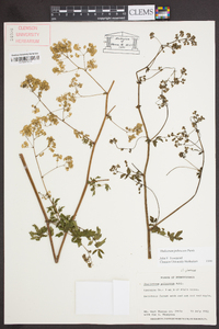 Thalictrum pubescens image