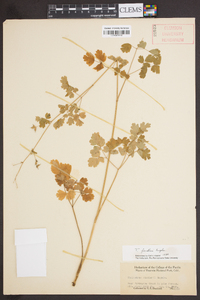 Thalictrum fendleri image