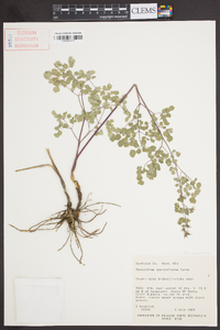 Thalictrum sparsiflorum image