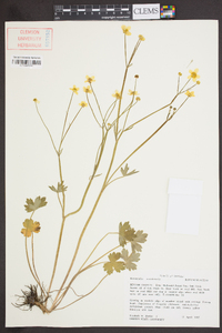 Ranunculus occidentalis image
