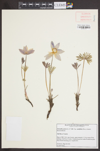 Pulsatilla patens var. multifida image