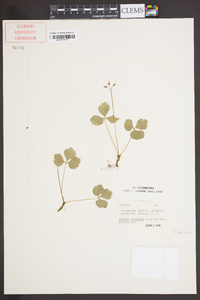 Coptis trifolia image