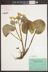 Caltha palustris image