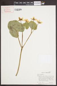 Caltha palustris image