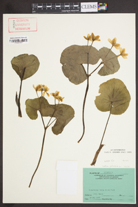 Caltha palustris image