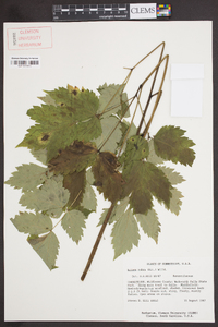 Actaea rubra image