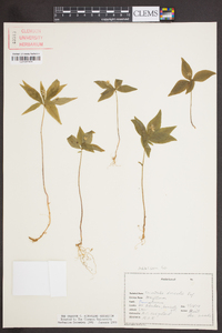 Trientalis borealis image