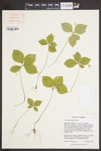 Trientalis latifolia image