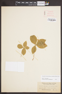 Trientalis latifolia image