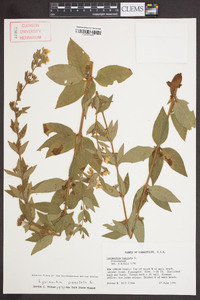 Lysimachia punctata image