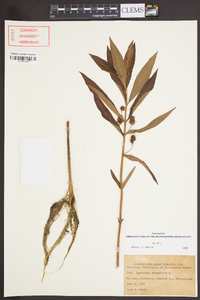 Lysimachia thyrsiflora image