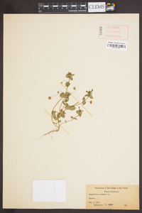 Lysimachia arvensis image