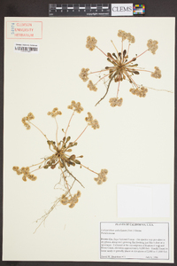 Calyptridium umbellatum image