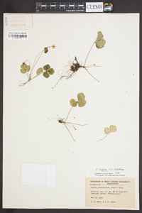 Coptis trifolia image