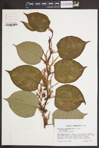 Reynoutria japonica image