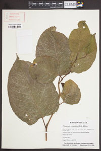 Reynoutria japonica image