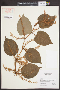 Reynoutria japonica image