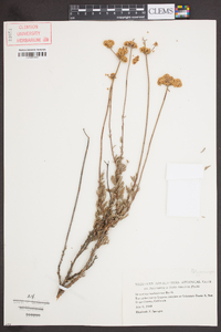 Eriogonum fasciculatum image